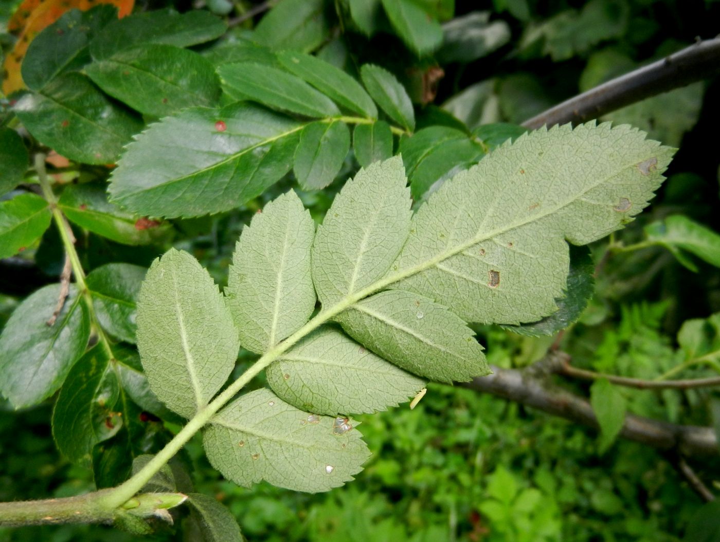 Изображение особи &times; Crataegosorbus miczurinii.