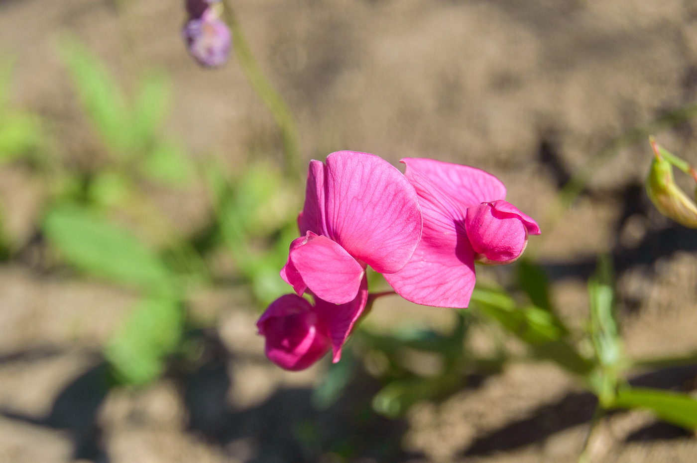 Image of Lathyrus tuberosus specimen.