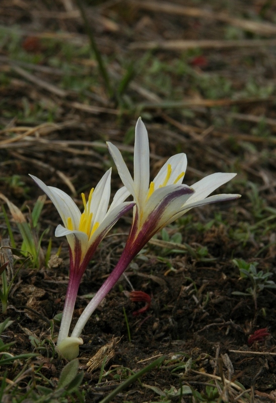 Image of Colchicum kesselringii specimen.