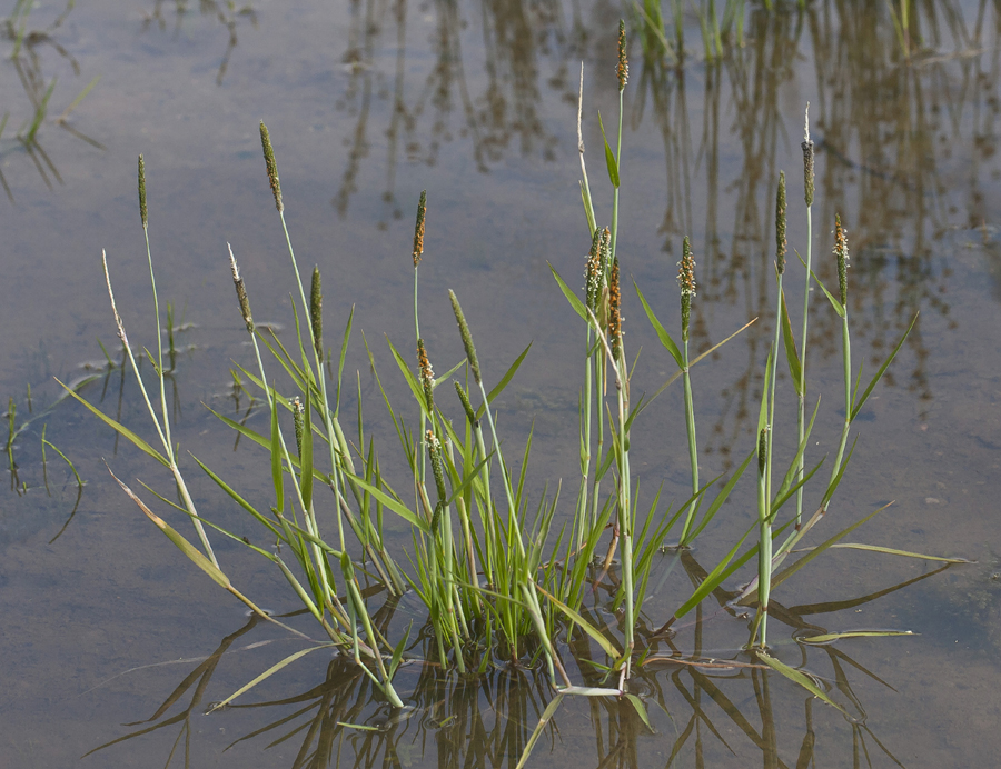 Image of Alopecurus aequalis specimen.