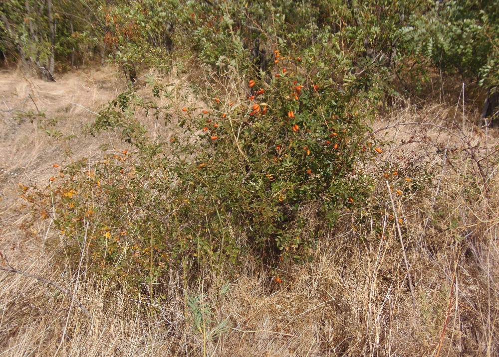 Image of genus Rosa specimen.