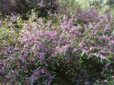 Hovea acutifolia. Побеги с цветками. Австралия, г. Брисбен, ботанический сад. 07.08.2016.