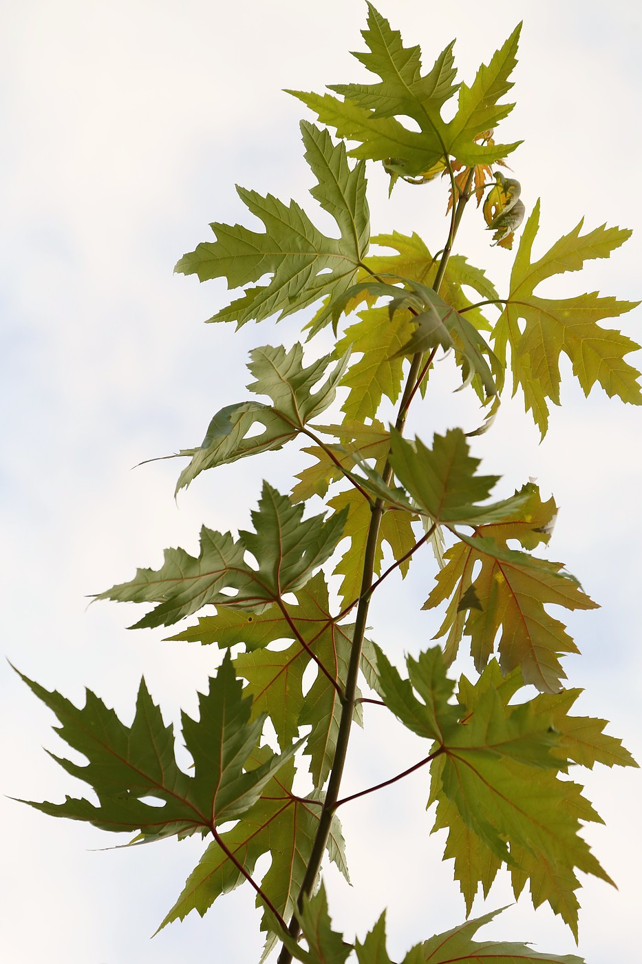 Image of Acer saccharinum specimen.