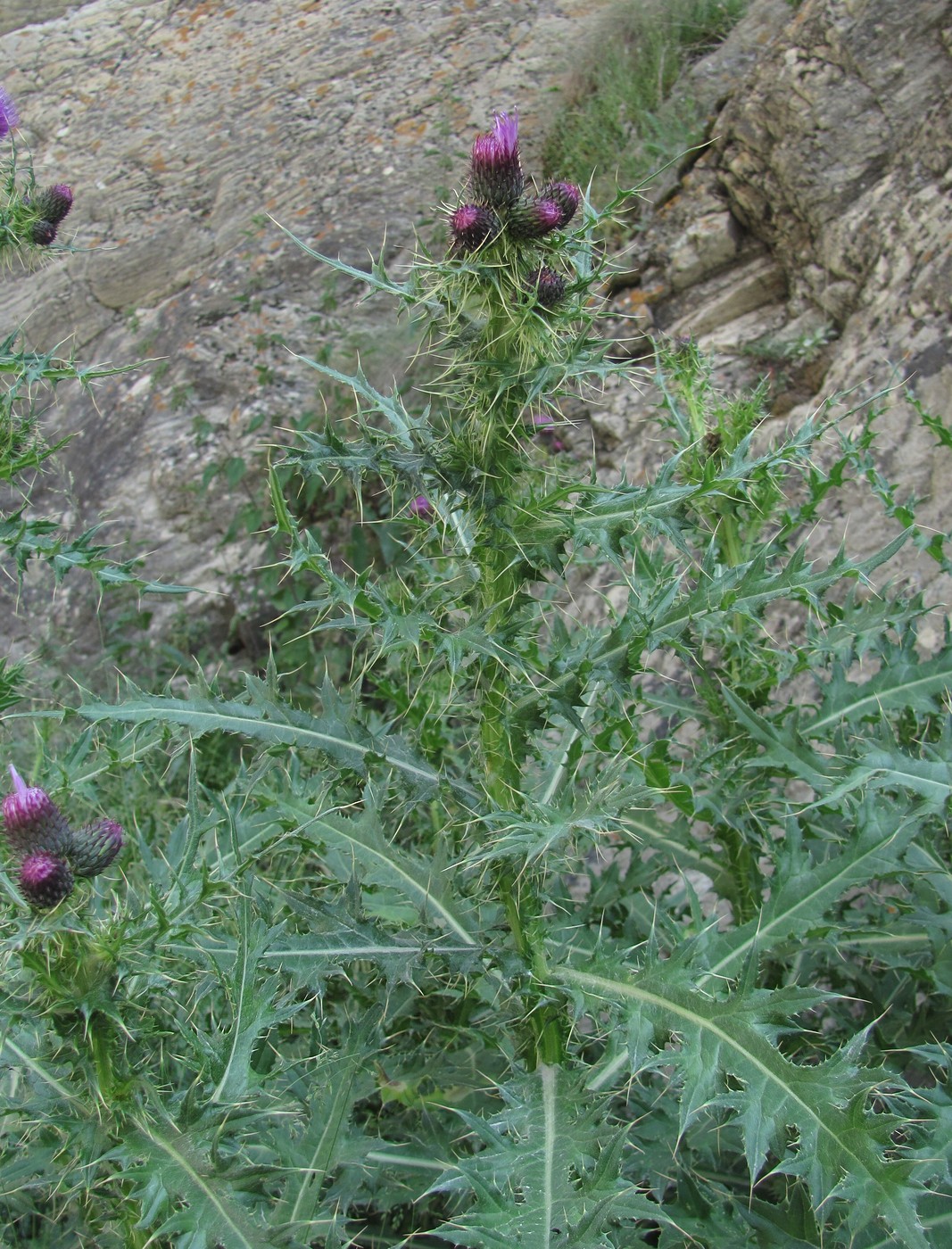 Изображение особи Cirsium elbrusense.