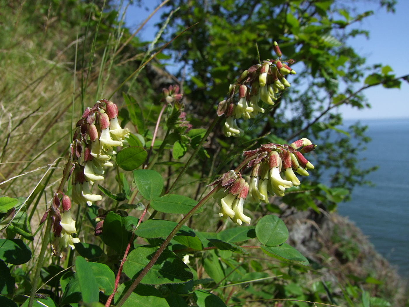 Image of Astragalus frigidus specimen.