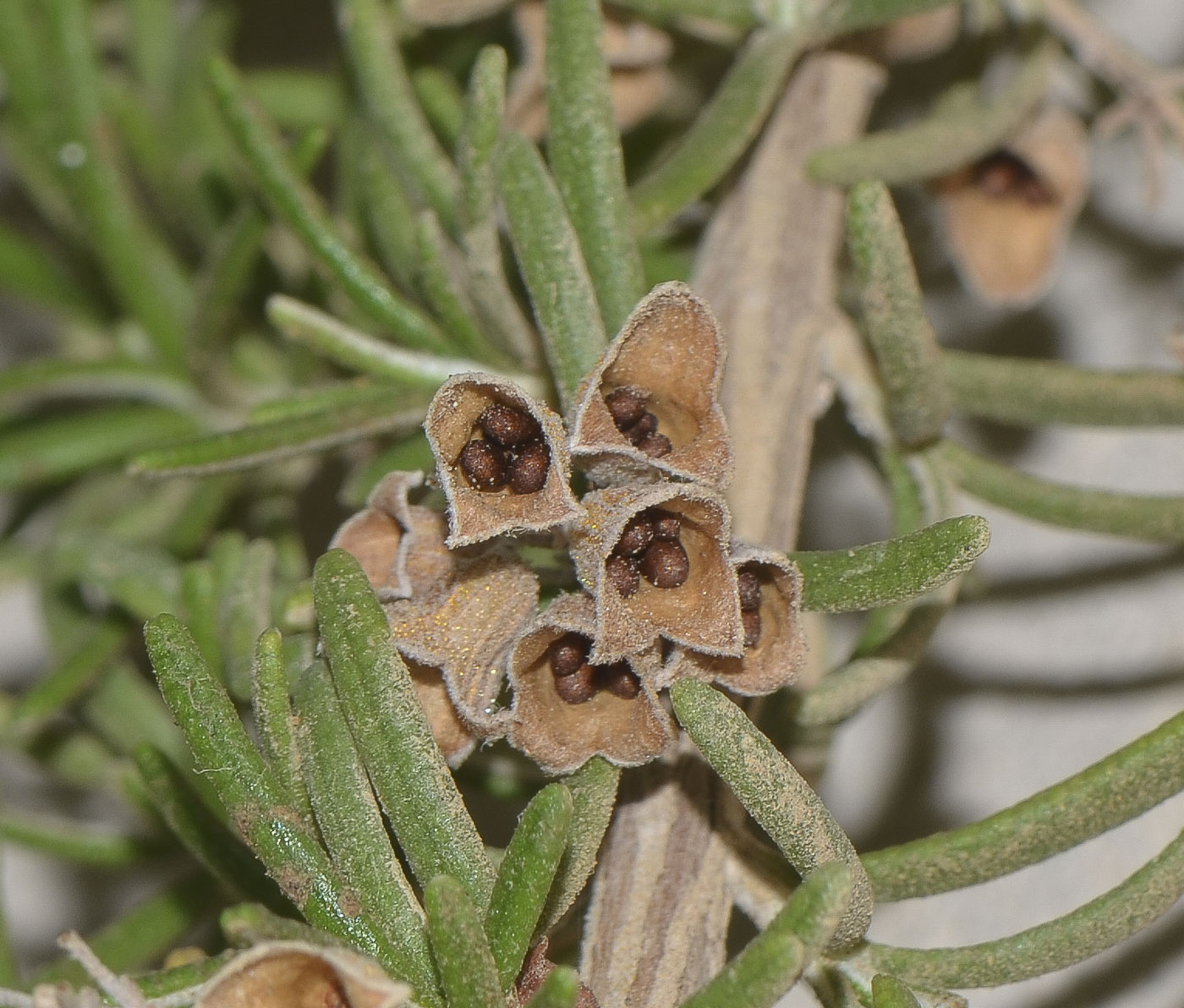 Image of Rosmarinus officinalis var. prostratus specimen.