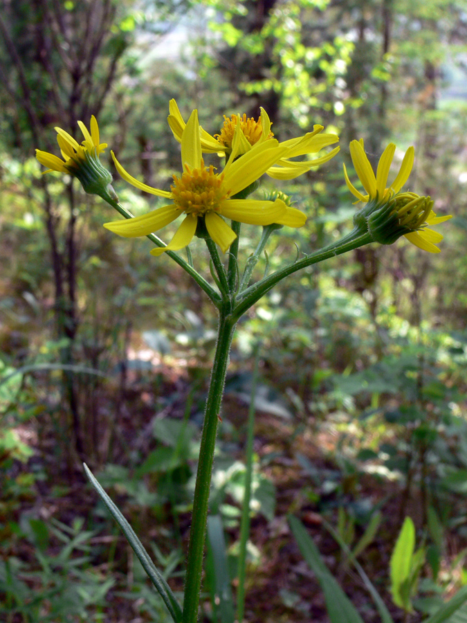 Image of Tephroseris integrifolia specimen.