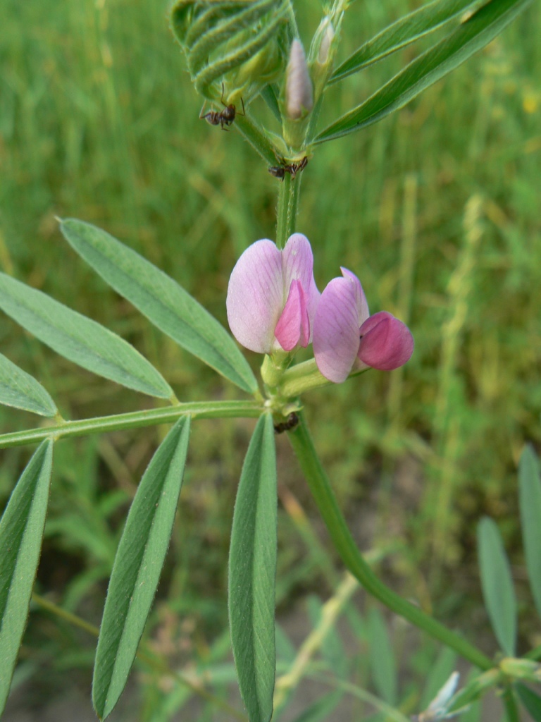 Image of Vicia segetalis specimen.