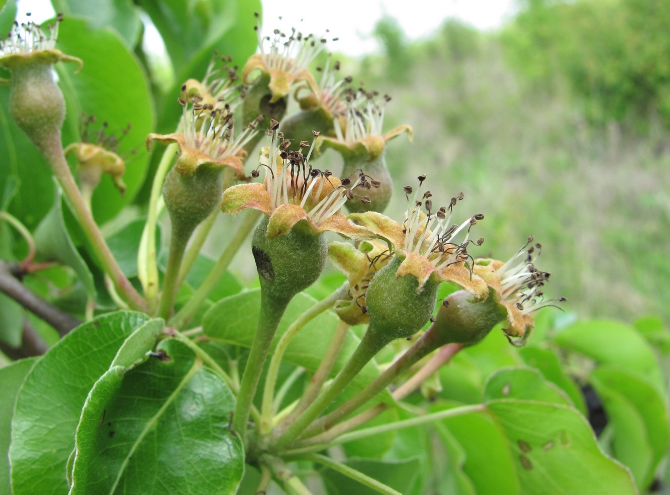 Image of Pyrus caucasica specimen.