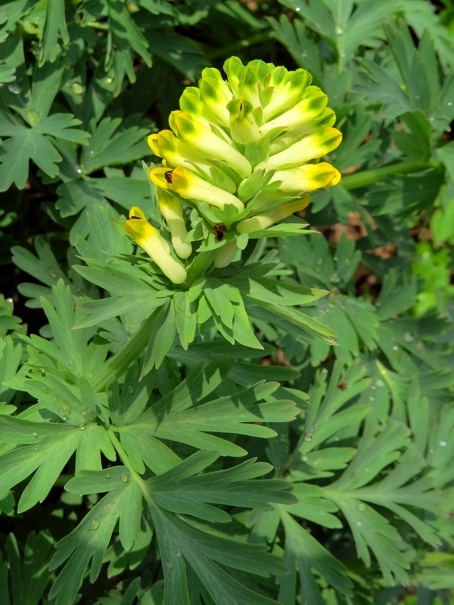 Image of Corydalis nobilis specimen.