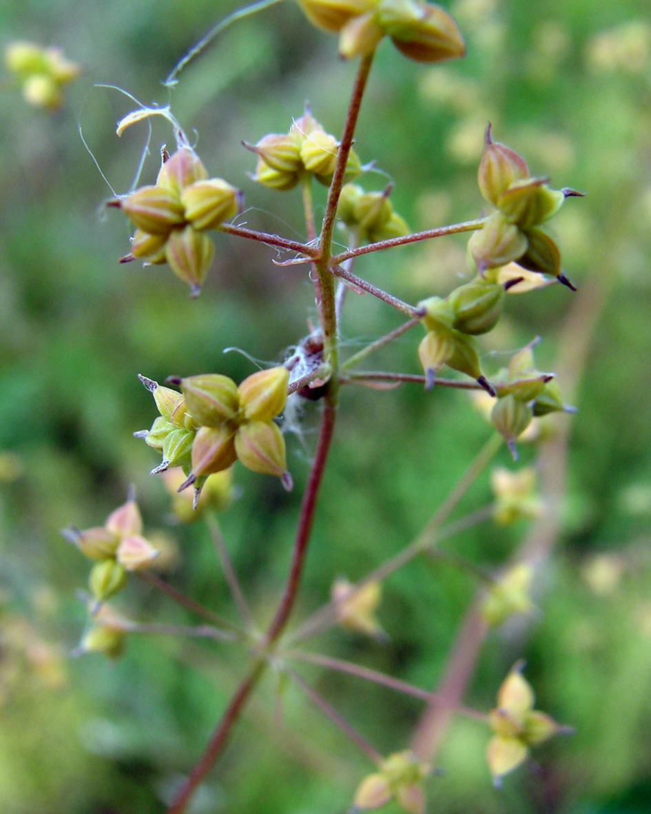 Image of genus Thalictrum specimen.