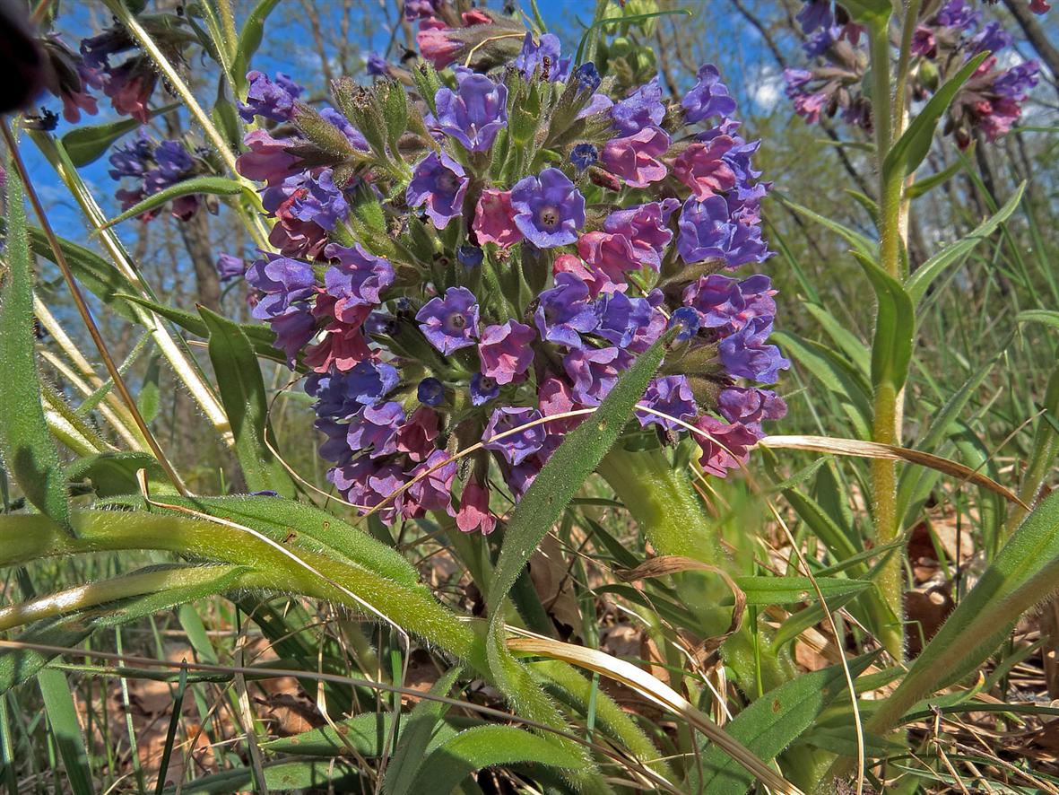 Image of Pulmonaria angustifolia specimen.