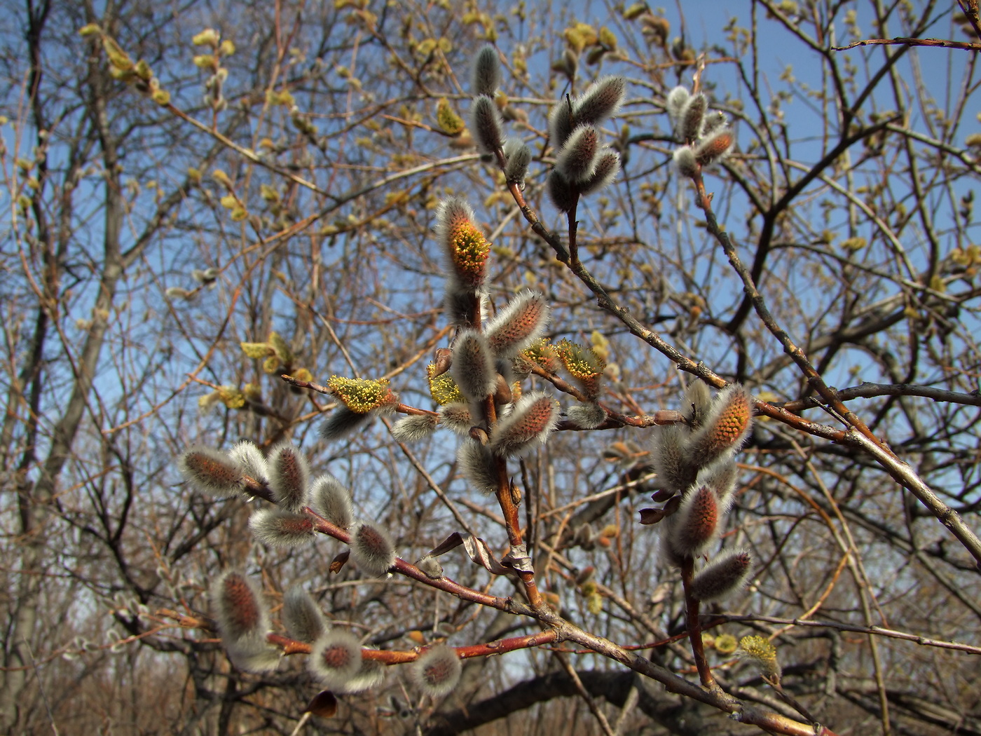 Изображение особи Salix schwerinii.