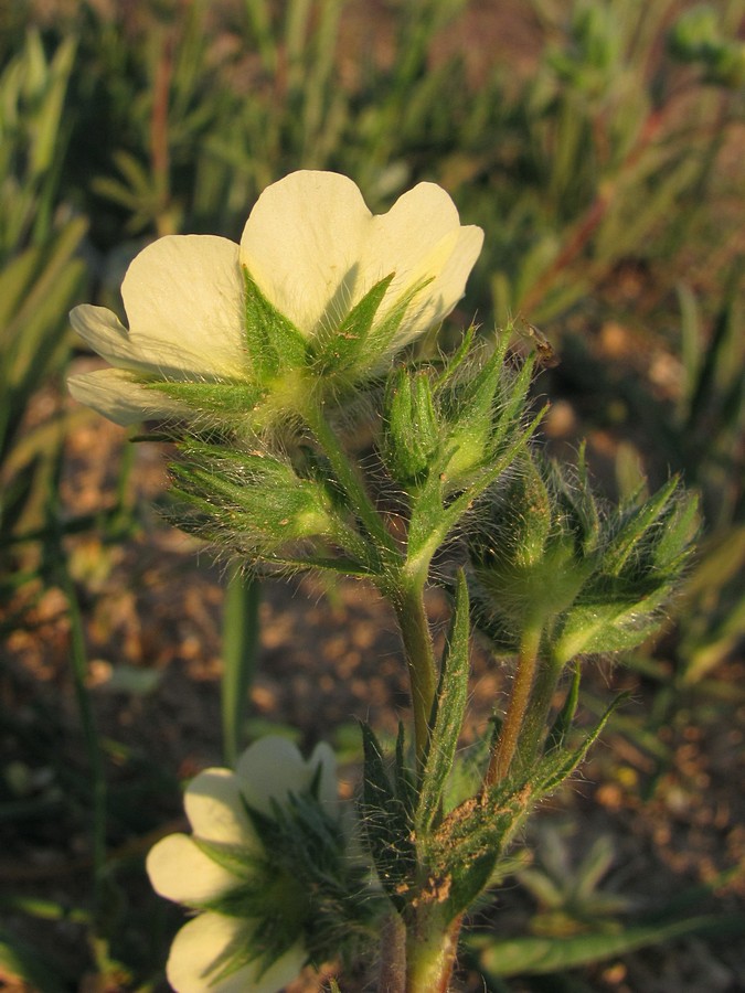 Изображение особи Potentilla recta.