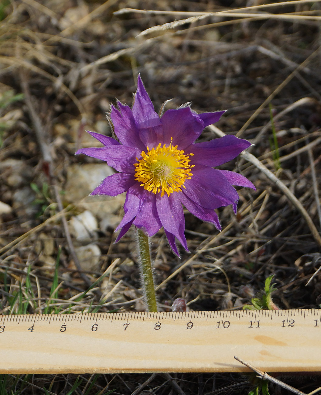 Image of Pulsatilla multifida specimen.