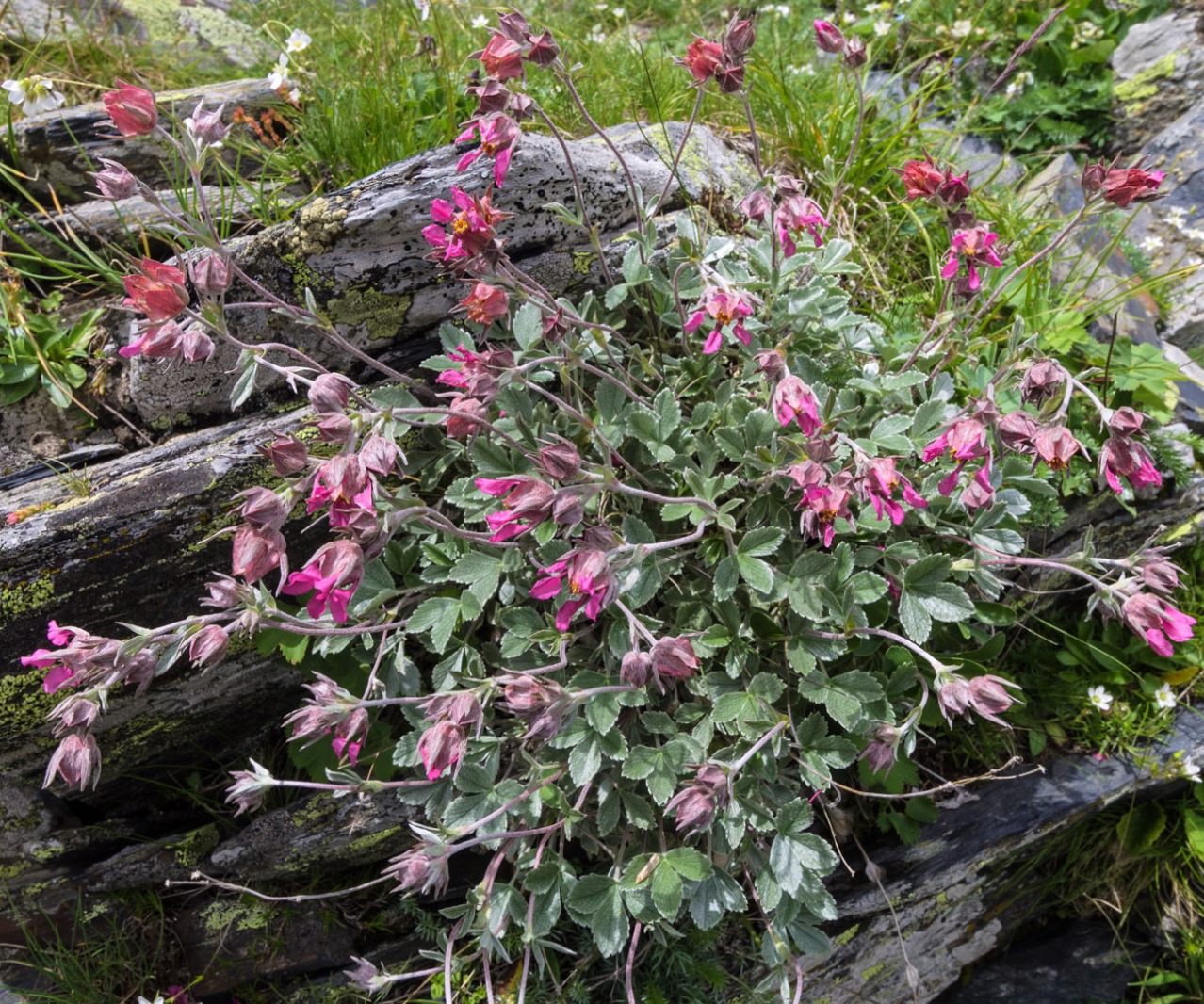 Изображение особи Potentilla divina.