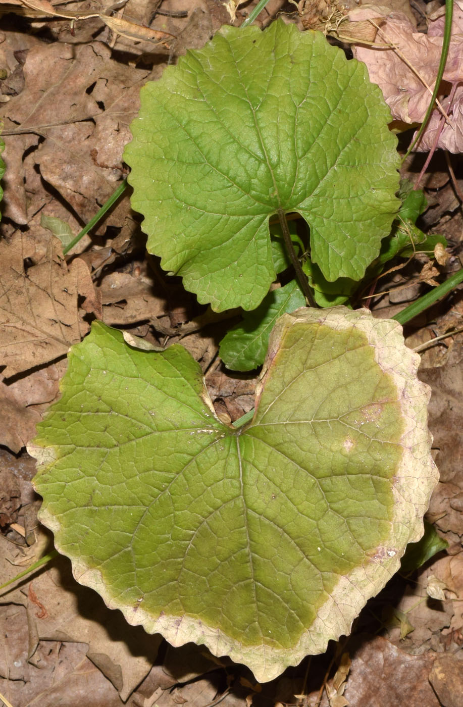 Image of Alliaria petiolata specimen.