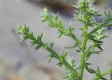 Salsola pontica