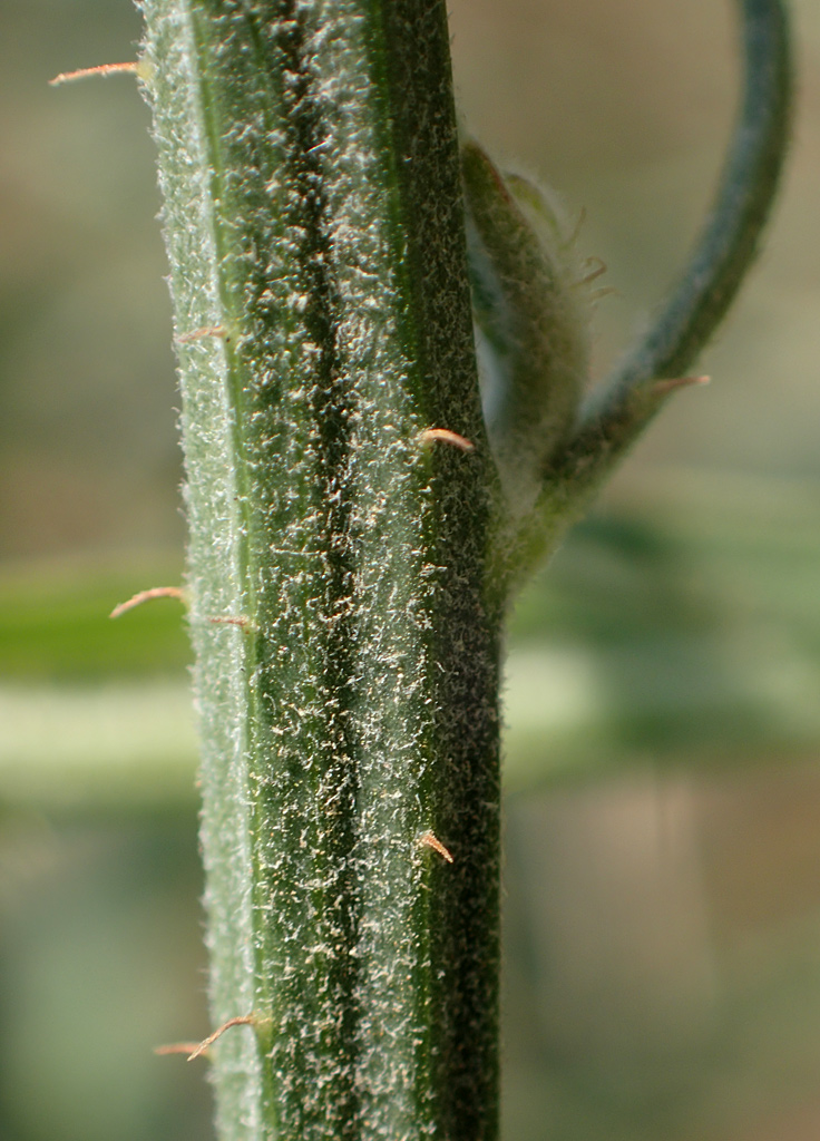 Image of Cichorium intybus specimen.