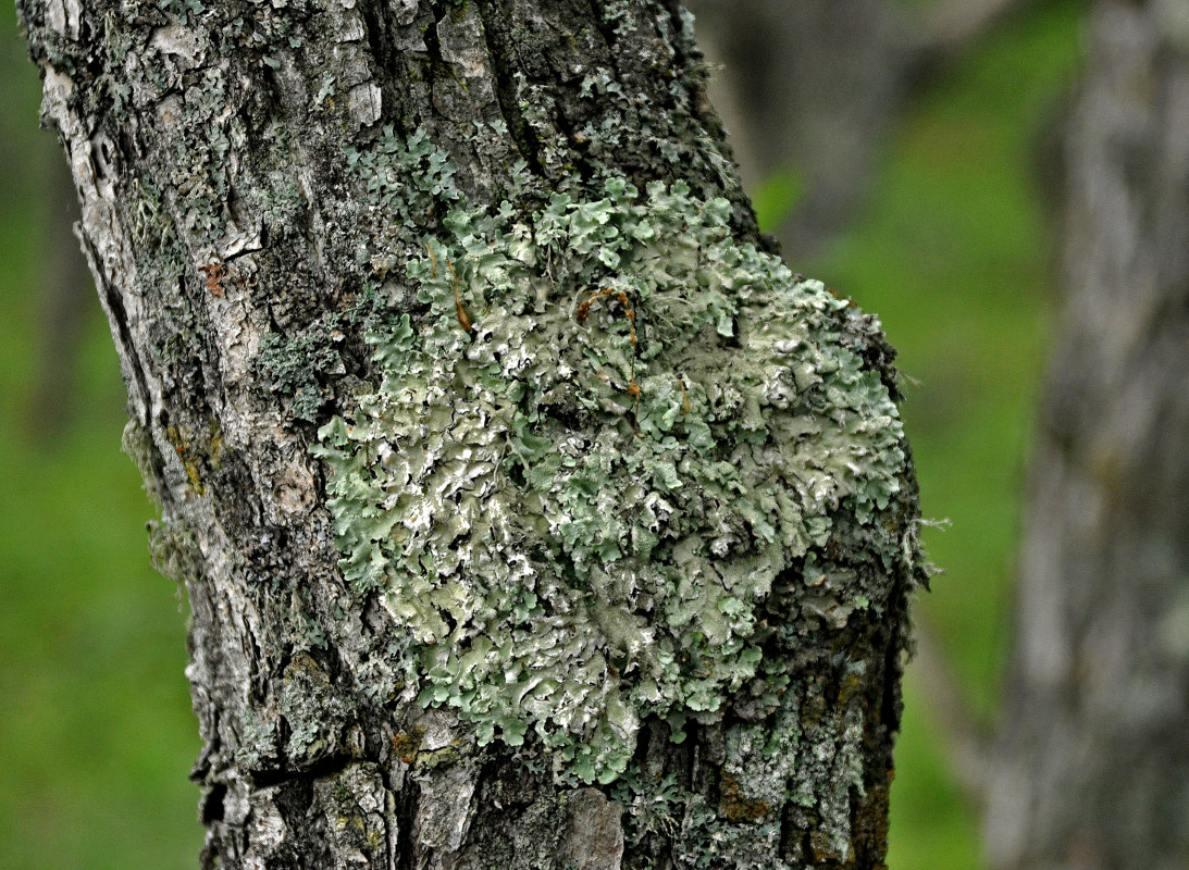 Image of familia Parmeliaceae specimen.