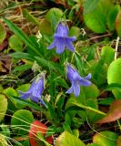 Campanula dasyantha. Цветущее растение среди листьев Bergenia crassifolia. Красноярский край, Ермаковский р-н, природный парк \"Ергаки\", берег оз. Мраморное, ≈ 1600 м н.у.м., горная тундра. 16.07.2018.