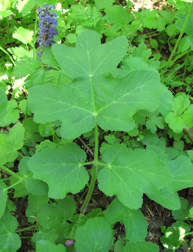 Image of genus Heracleum specimen.