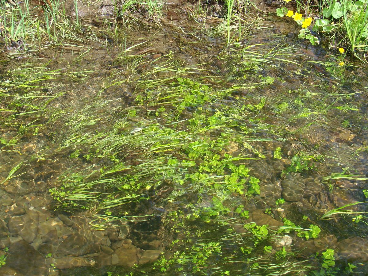 Image of Cardamine prorepens specimen.