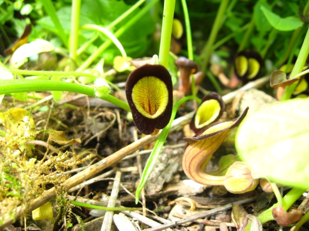 Image of Aristolochia steupii specimen.