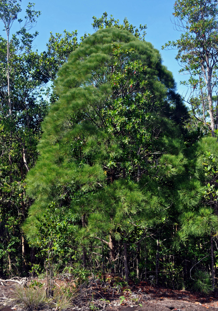 Image of Gymnostoma nobile specimen.