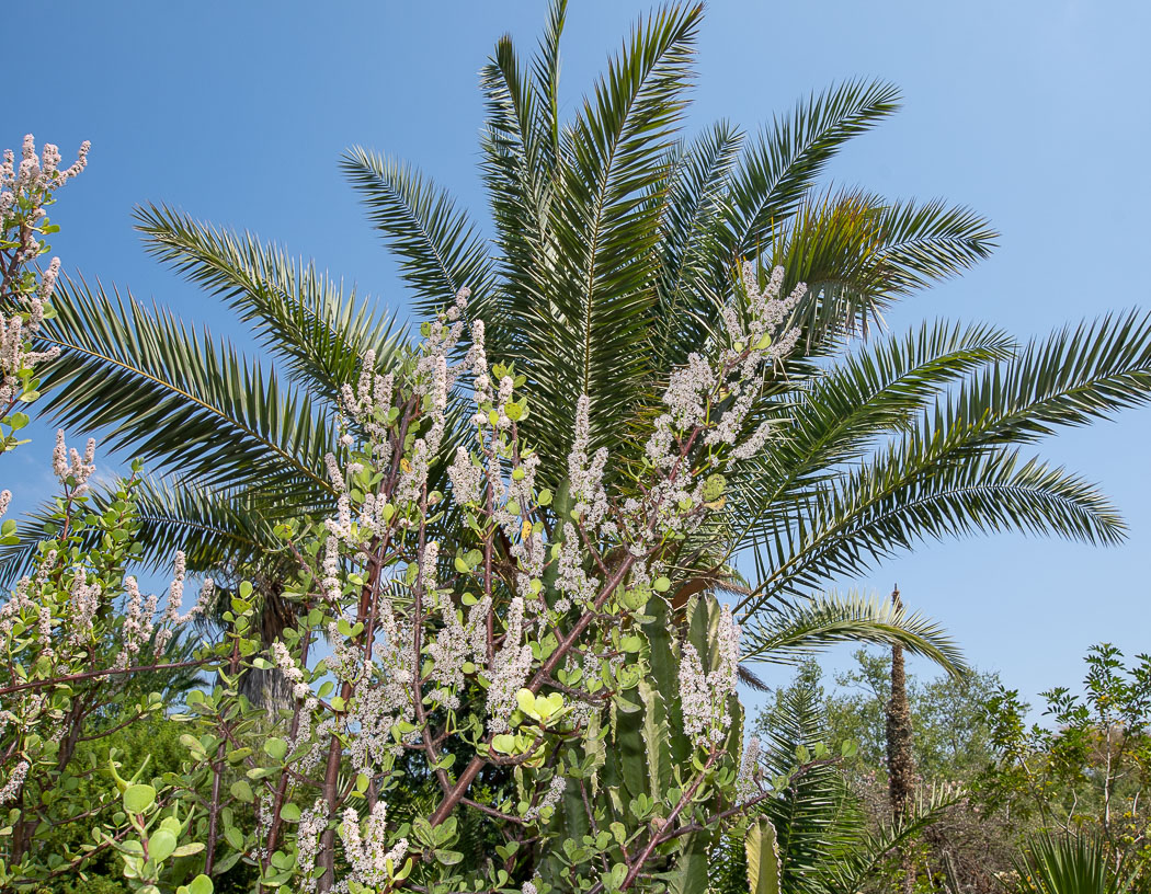 Image of Portulacaria afra specimen.