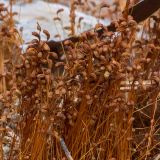 Funaria hygrometrica. Верхушки прошлогодних спорогонов с коробочками. Свердловская обл., окр. г. Заречный, Черемшанское болото, исток речки Пушкарихи, на месте старого кострища. 04.05.2019.