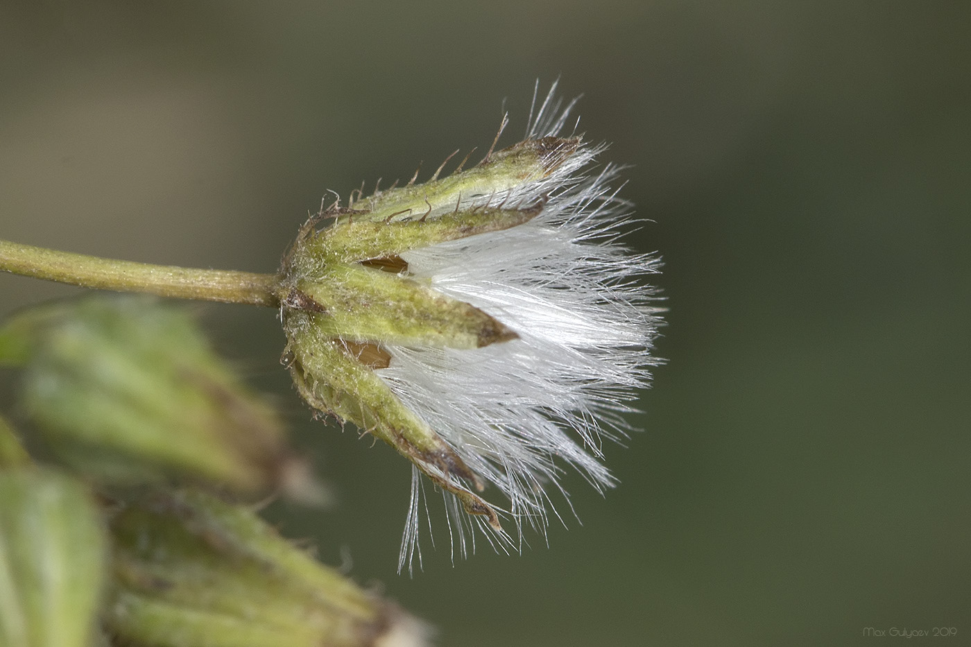 Изображение особи Crepis ramosissima.