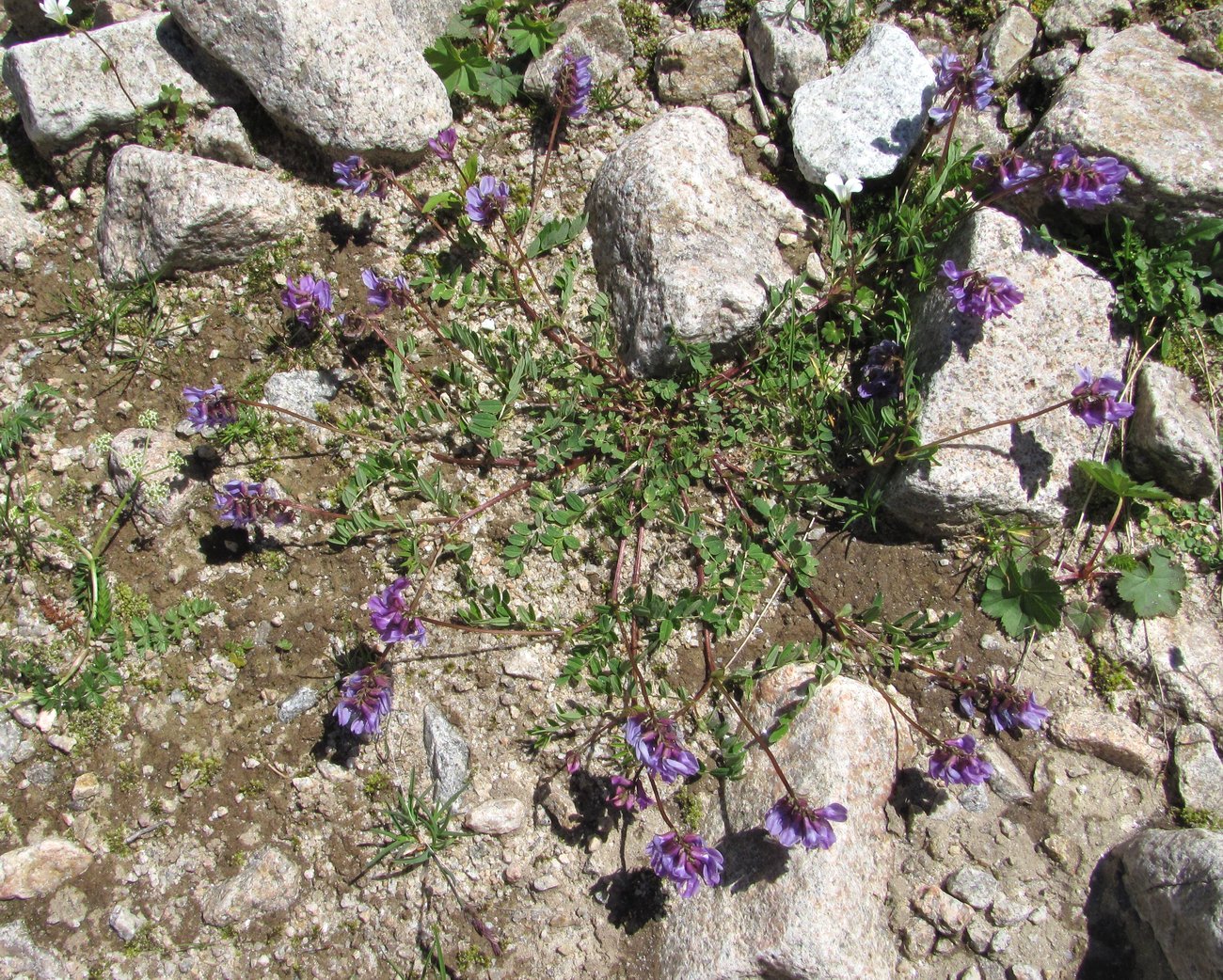 Изображение особи Astragalus brachytropis.