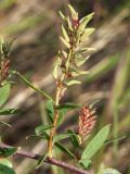 Salix myrtilloides. Часть ветви с соплодием. Магаданская обл., Ольский р-н, окр. Ольской трассы, под склоном на камнях, около озера. 09.07.2019.