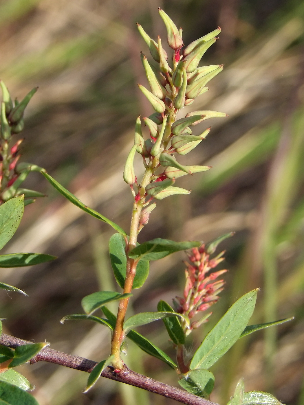 Image of Salix myrtilloides specimen.