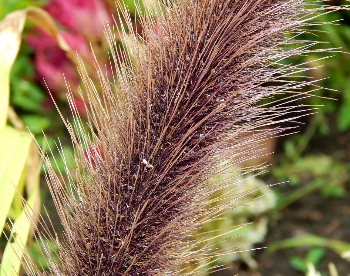 Image of Pennisetum americanum specimen.