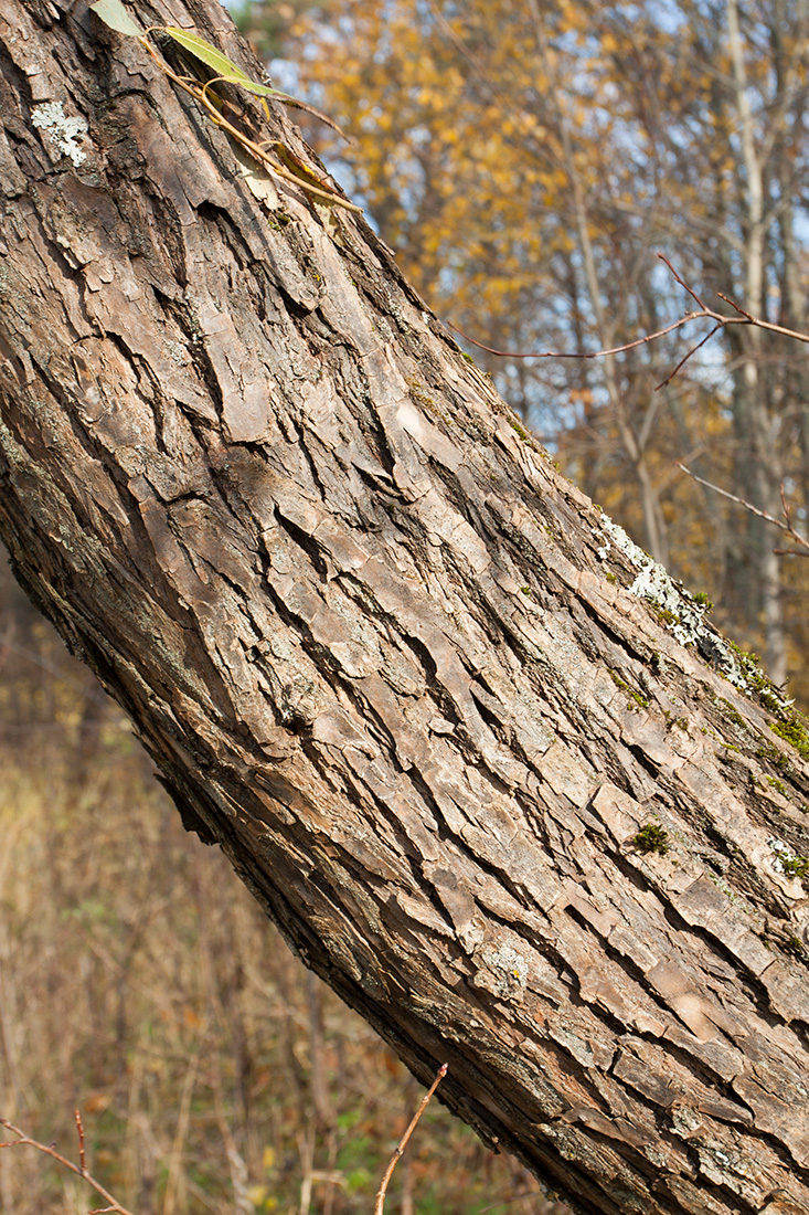 Image of Salix euxina specimen.