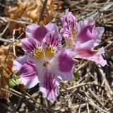 Alstroemeria caryophyllaea