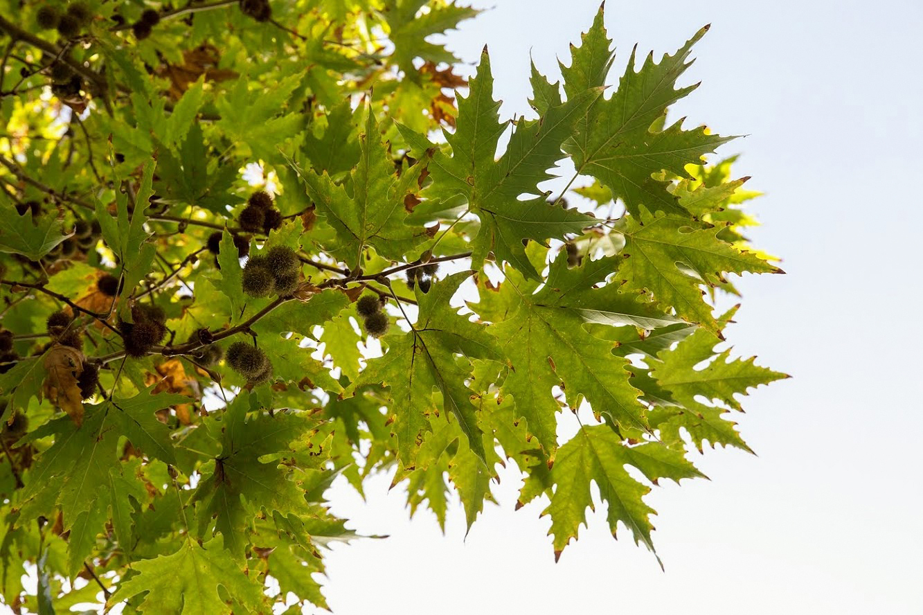 Image of Platanus orientalis specimen.