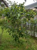 Смотреть изображение Gardenia carinata