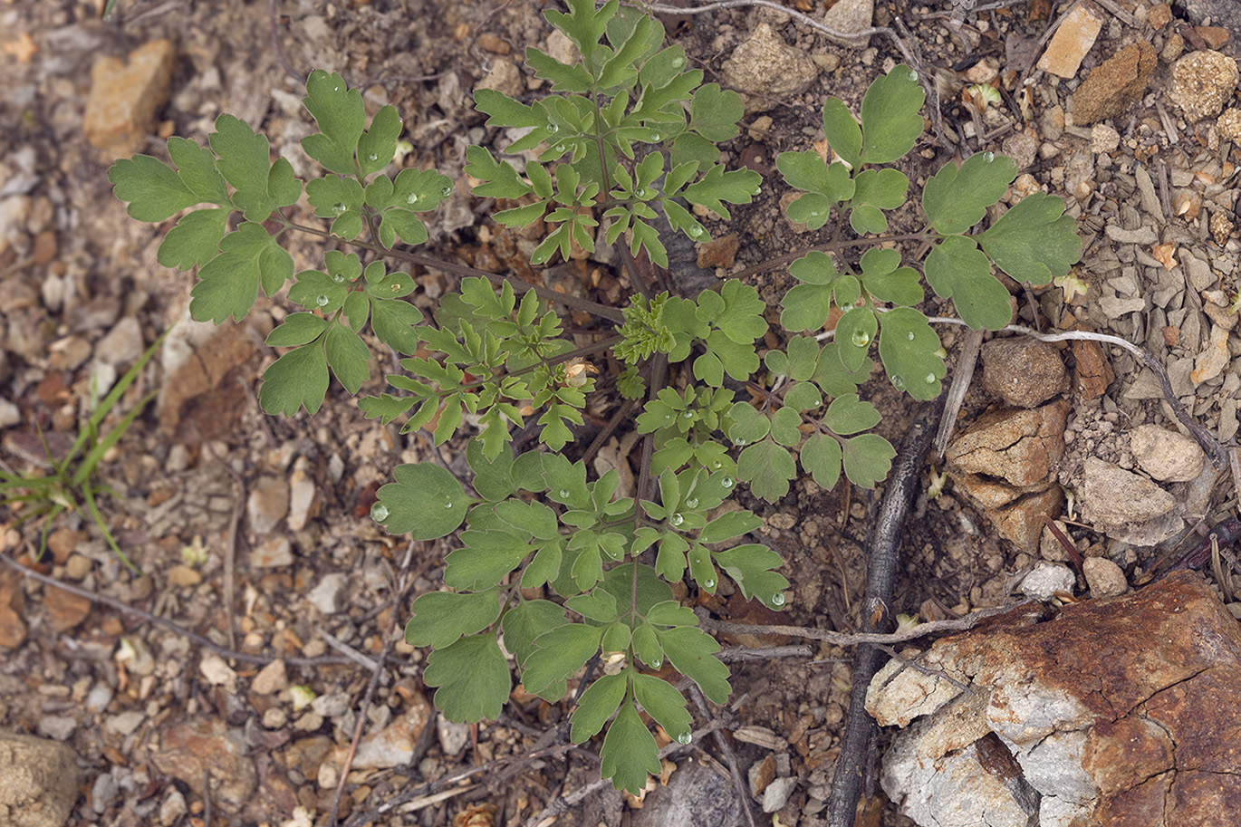 Изображение особи Corydalis pallida.