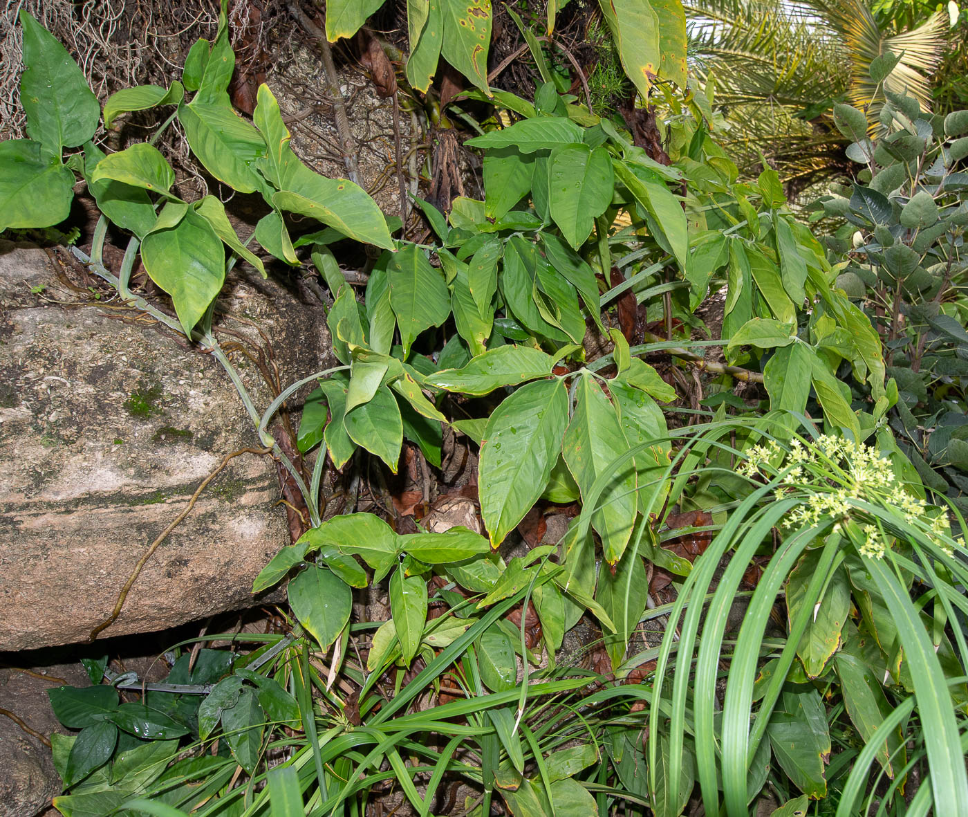Image of Syngonium podophyllum specimen.