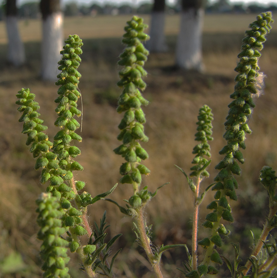 Изображение особи Ambrosia artemisiifolia.