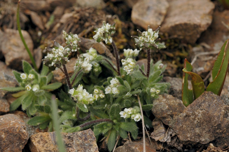 Изображение особи Draba altaica.