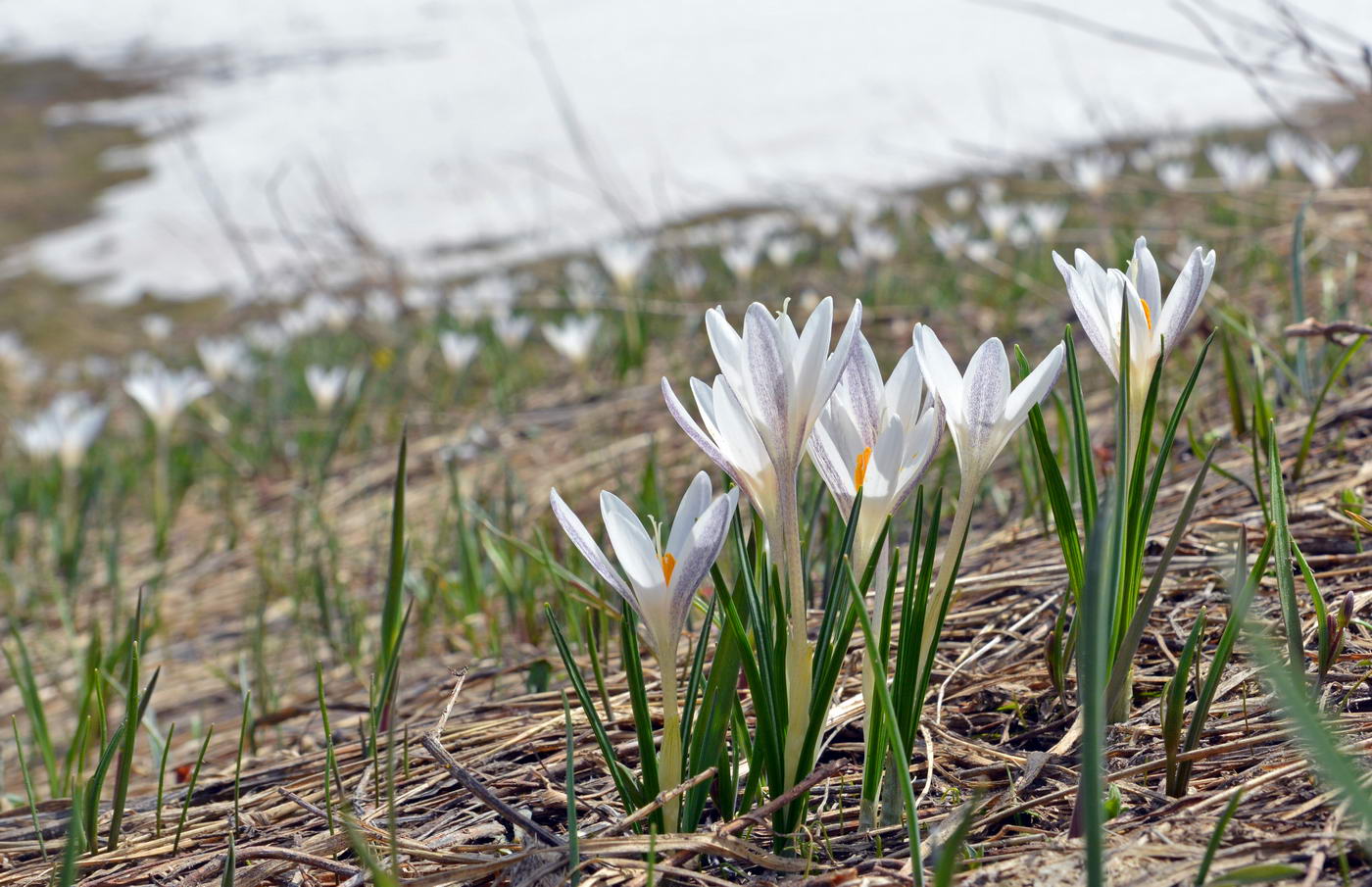 Изображение особи Crocus alatavicus.