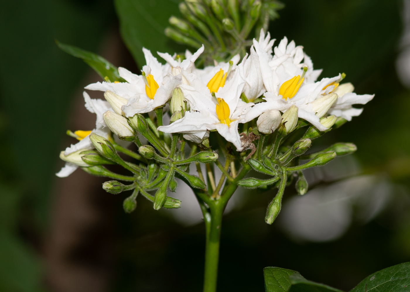 Изображение особи Solanum caricaefolium.