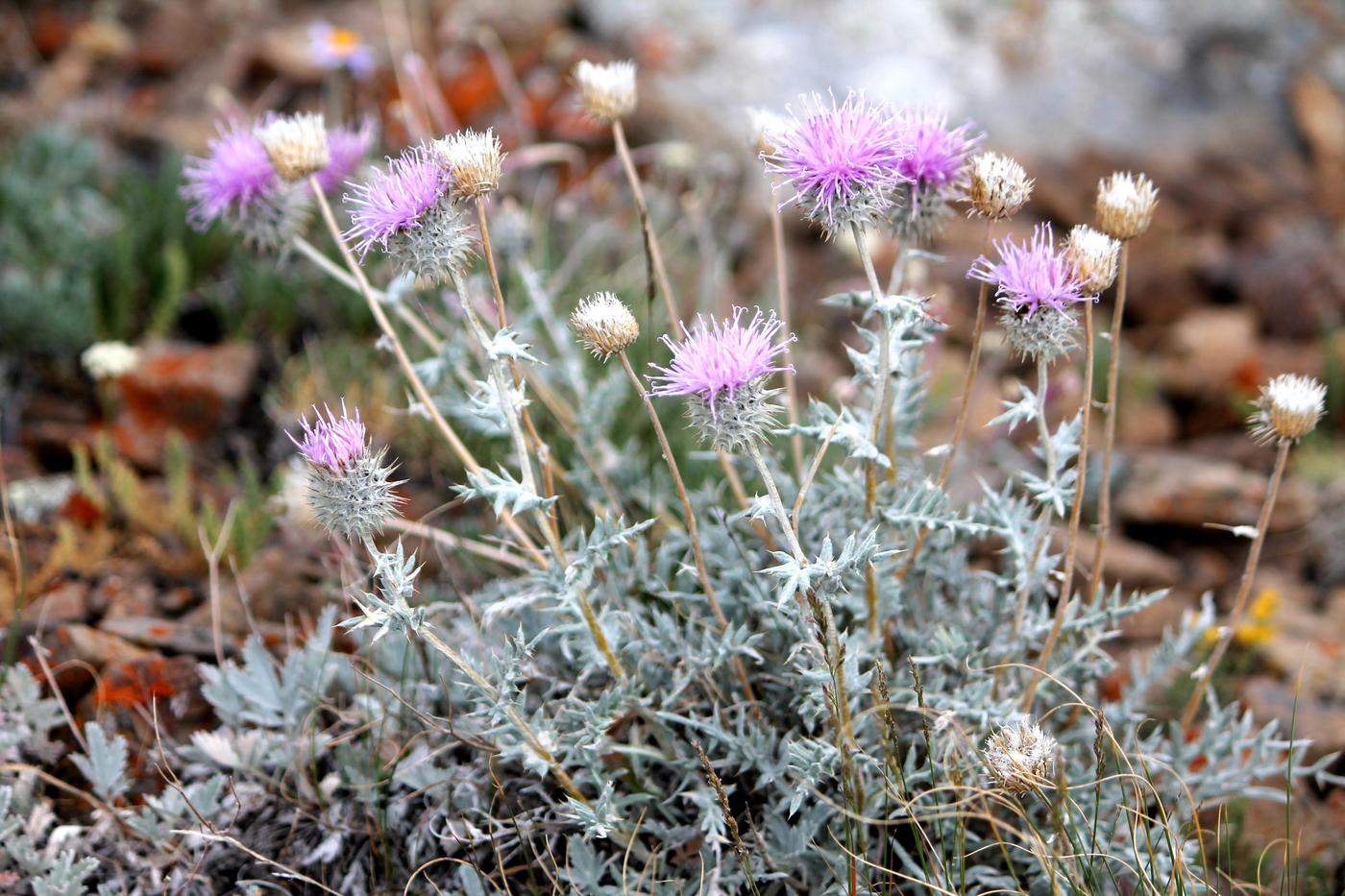 Image of Cousinia caespitosa specimen.