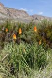 Kniphofia uvaria