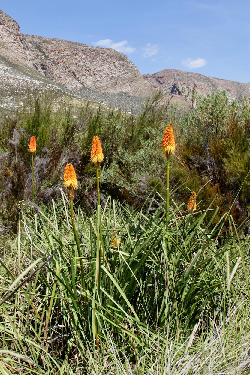 Image of Kniphofia uvaria specimen.