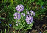 Primula denticulata. Цветущее растение. Московская обл., г. Железнодорожный, в культуре. 06.05.2020.